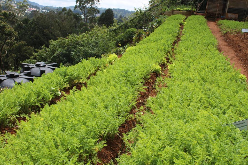 Serene Villa Nuwara Eliya Esterno foto
